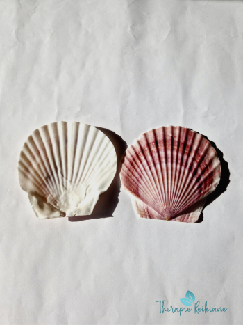 Conchas da Vieira (141318)